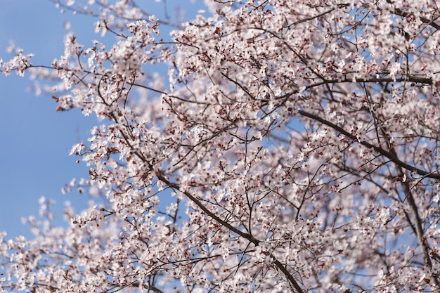 fantásticas árvores em flor