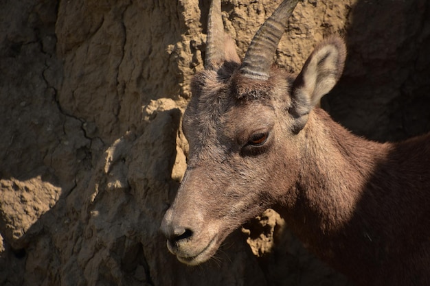 Fantástico olhar de perto no rosto de uma ovelha Bighorn