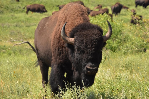 Fantástico olhar direto no rosto de um búfalo americano em Dakota do Norte