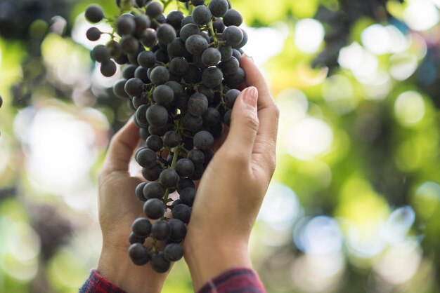 Fazenda colheita da uva