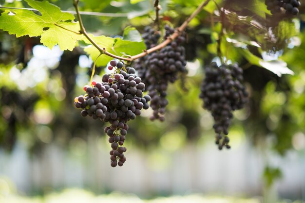 Fazenda colheita da uva