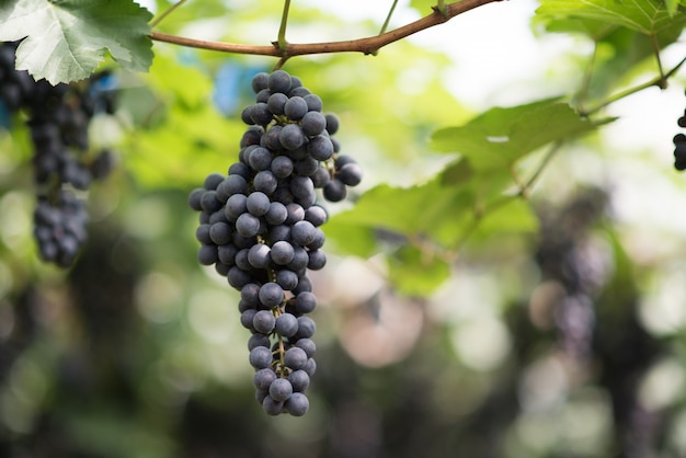 Fazenda colheita da uva