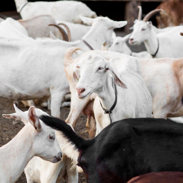 Fazenda de alto ângulo com cabras