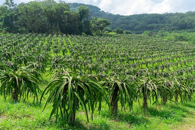 Fazenda de árvores frutíferas do dragão kenny na paisagem da tailândia