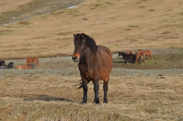 Fazenda de cavalos islandêsa da baía escura na islândia.
