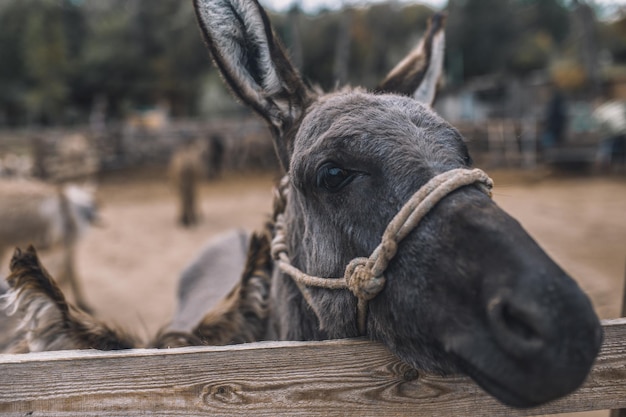 Fazenda de gado. Burros fofos na fazenda de gado