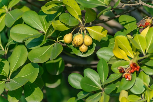 Fazenda, planta, árvore, agricultura, doce