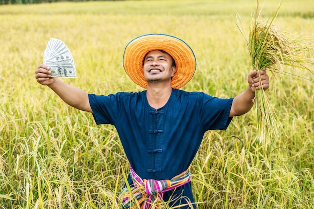 Fazendeiro asiático de meia idade, colheita do arroz maduro e notas de dólares no campo de arroz