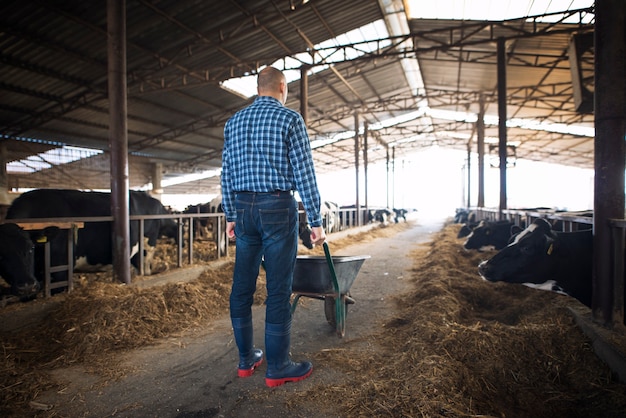 Fazendeiro com carrinho de mão cheio de feno alimentando vacas em fazenda de gado doméstico