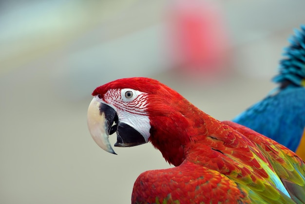Fechar a foto de um papagaio de arara