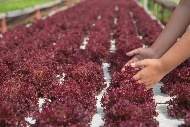 Fechar o agricultor de mão no jardim hidropônico durante fundo de comida de manhã