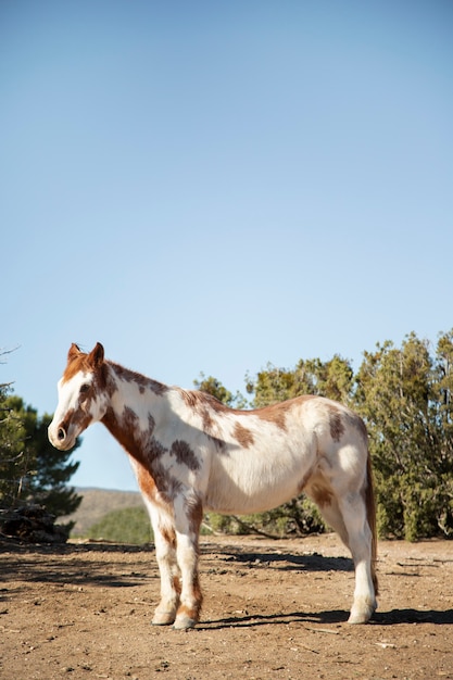 Foto grátis fechar o cavalo na natureza