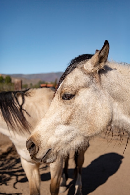 Fechar o cavalo na natureza