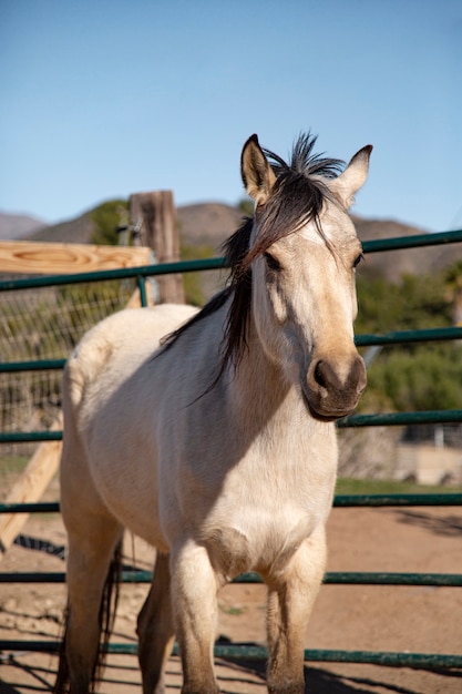 Foto grátis fechar o cavalo na natureza