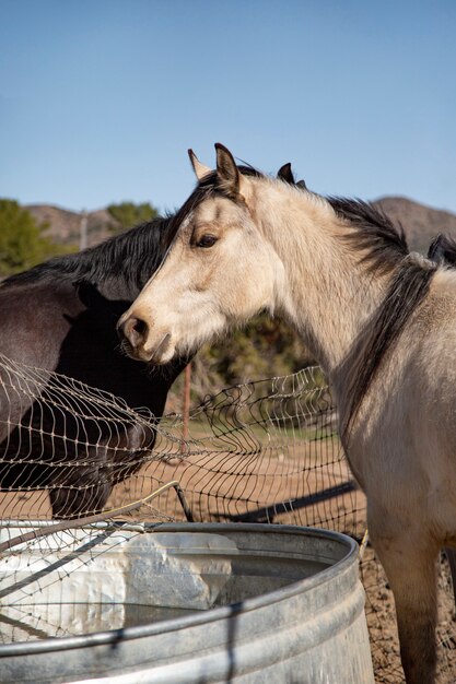 Fechar o cavalo na natureza