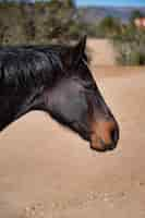 Foto grátis fechar o cavalo na natureza