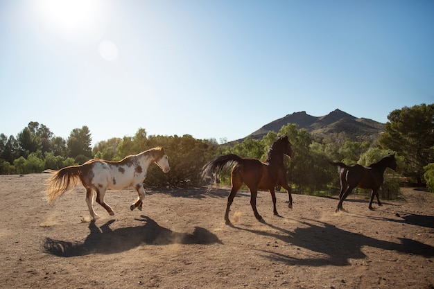 Fechar o cavalo na natureza