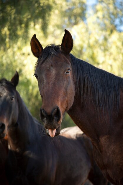 Foto grátis fechar o cavalo na natureza