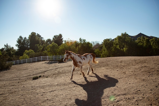 Fechar o cavalo na natureza