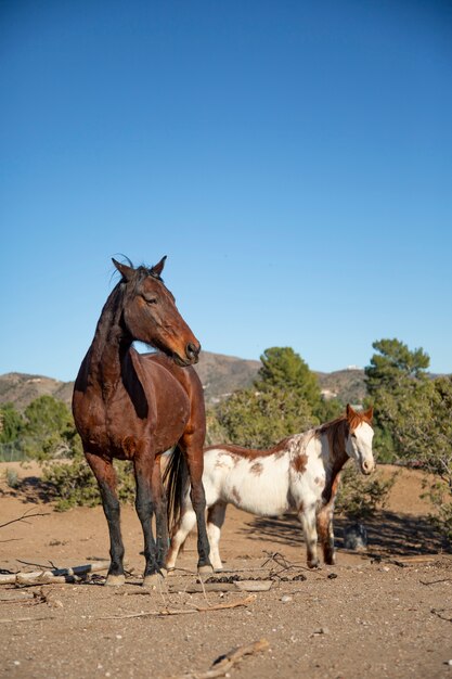 Fechar o cavalo na natureza