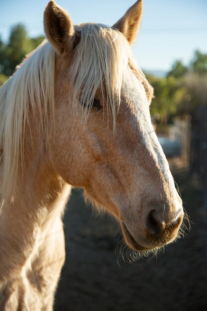 Fechar o cavalo na natureza