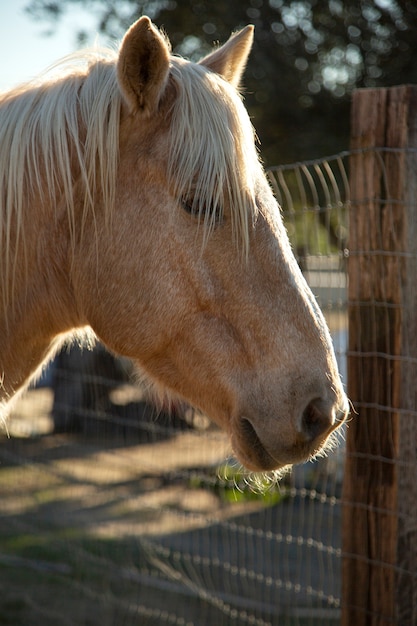 Fechar o cavalo na natureza