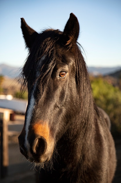 Cavalo Que Olha Para Trás Na Frente Do Fundo Branco Foto Royalty Free,  Gravuras, Imagens e Banco de fotografias. Image 18179625