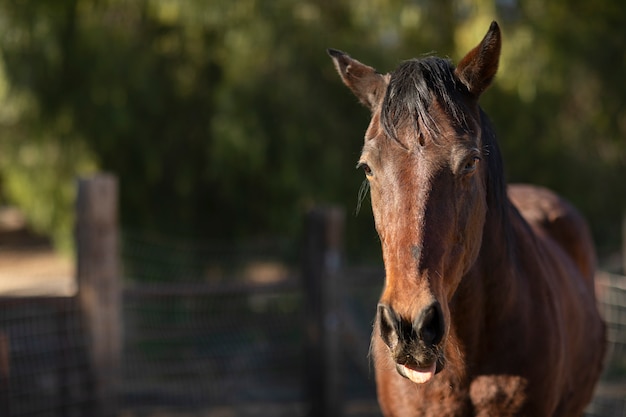 Fechar o cavalo na natureza