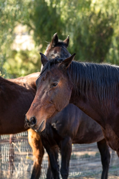 Foto grátis fechar o cavalo na natureza