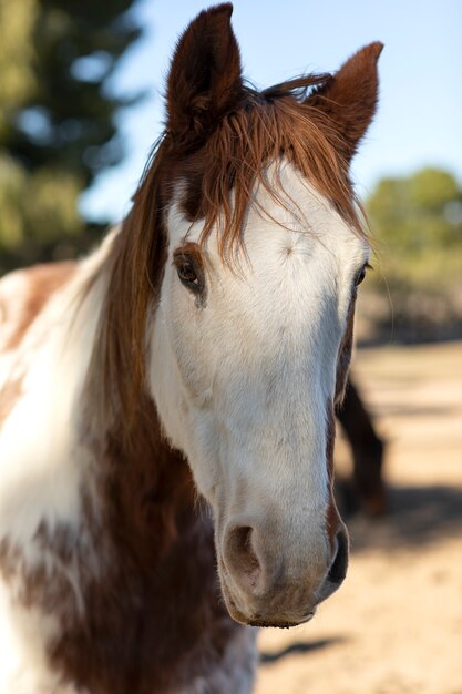 Fechar o cavalo na natureza