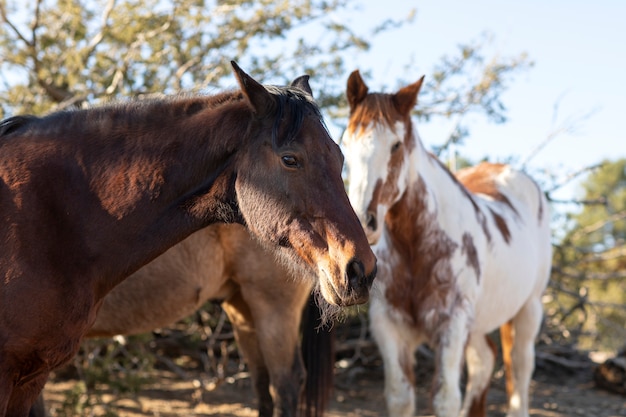 Fechar o cavalo na natureza