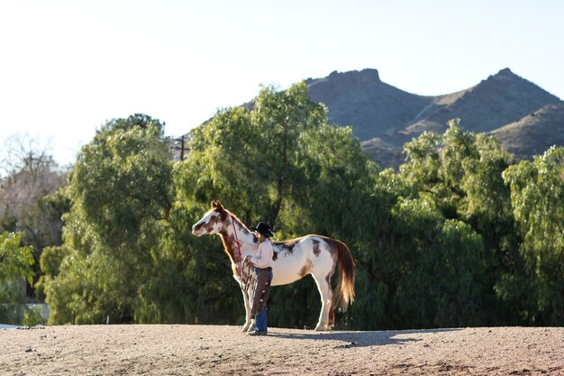 Fechar o cavalo na natureza