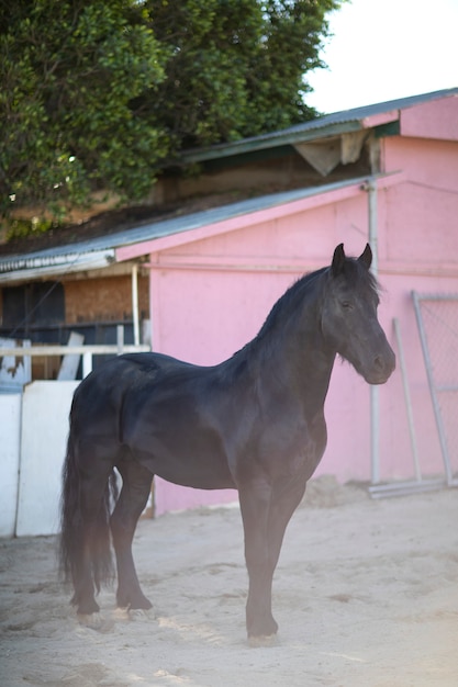 Foto grátis fechar o cavalo na natureza