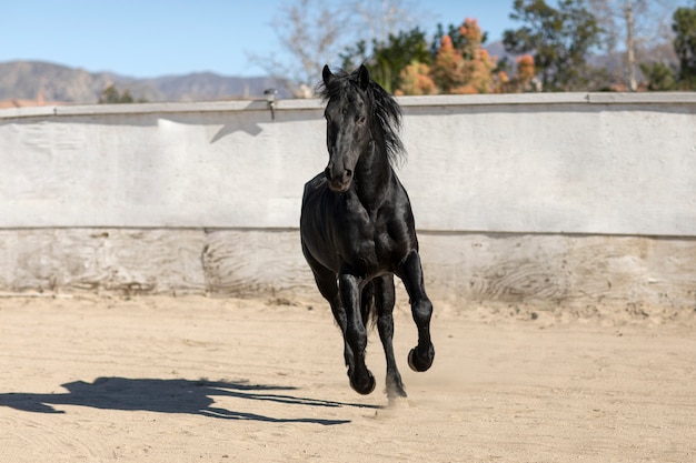 Jovem mostra pulando com cavalo - Fotos de arquivo #14202335