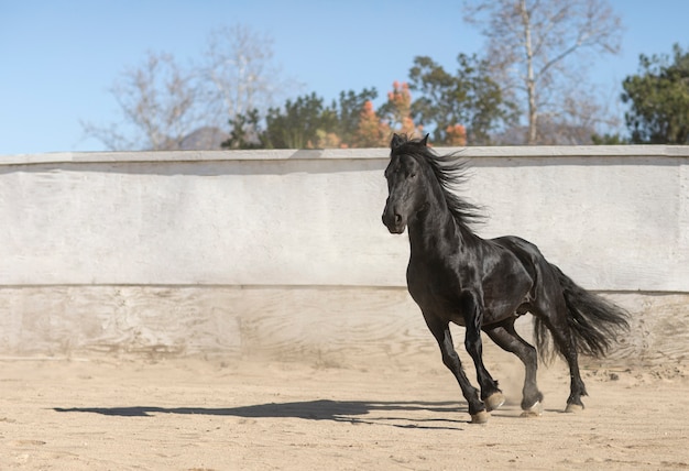 Fechar o cavalo na natureza