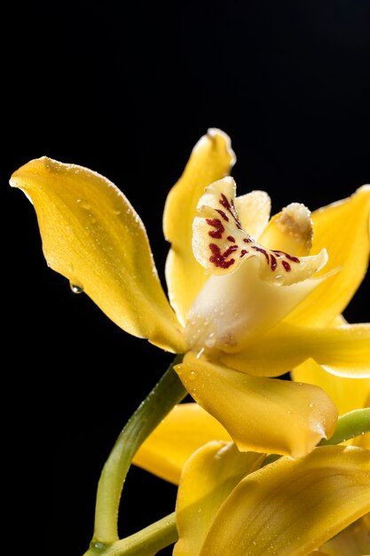 Fechar os detalhes da flor da orquídea