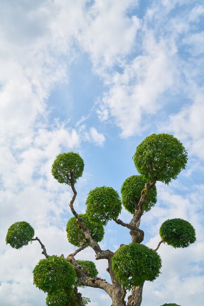 fechar-se ao ar livre no céu azul pessoas manhã