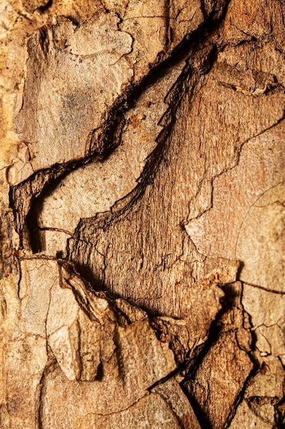Fechar = textura de casca de árvore
