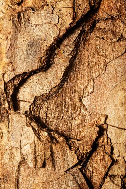 Fechar = textura de casca de árvore