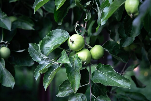 Fechar um galho com maçãs verdes em uma árvore