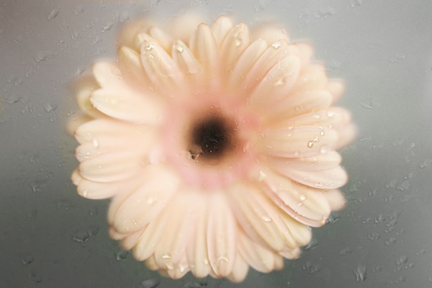 Foto grátis feche a bela flor desabrochando