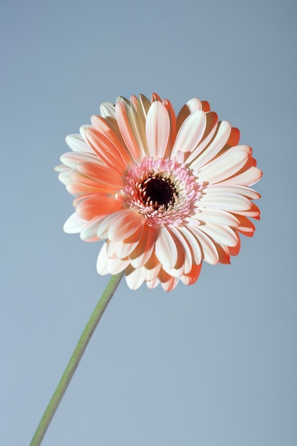 Foto grátis feche a bela flor desabrochando