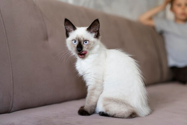 Feche a criança e o gato fofo no sofá