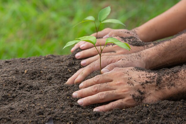 Feche a foto da mão segurando o plantio da muda da planta