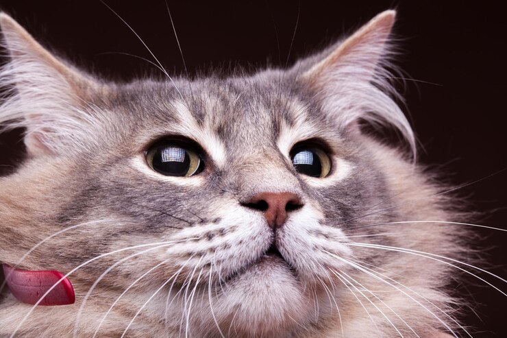 Foto grátis feche a foto de um gato. foto do estúdio