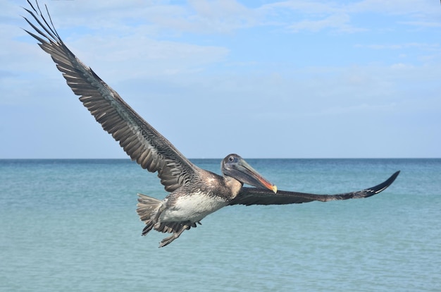 Feche a foto de um pelicano voando pelo céu