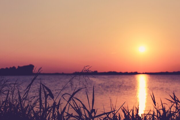 Feche a grama com um por do sol sobre um lago ao fundo