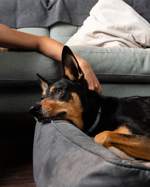 Feche a mão acariciando o cachorro fofo