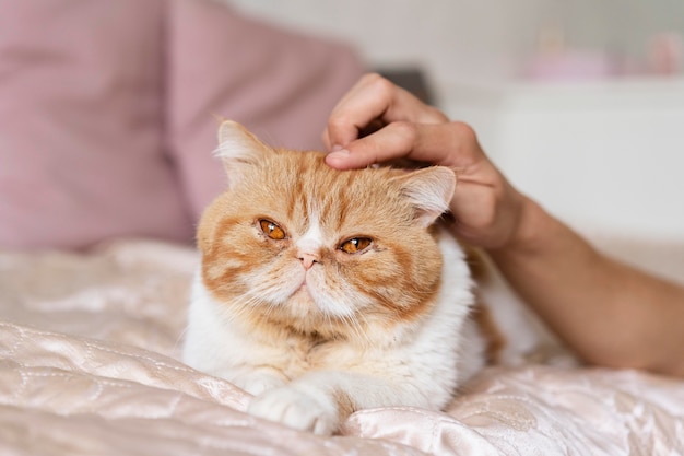 Feche a mão acariciando o gato