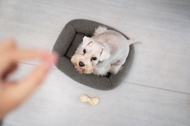 Feche a mão borrada e o cachorro fofo